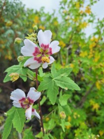 Ahornblättrige Malve, Malva acerifolia, évelő, fásszárú